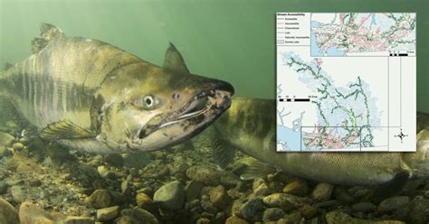 Quantifying lost habitat for Pacific salmon in the Lower Fraser | Raincoast