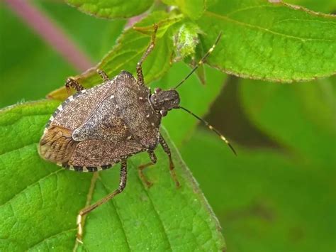 Professional Stink Bugs Exterminator The Bugman Pest Control Services