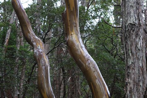 Alpine Yellow Gum In The Rain I Believe This Is Eucalyptus Flickr