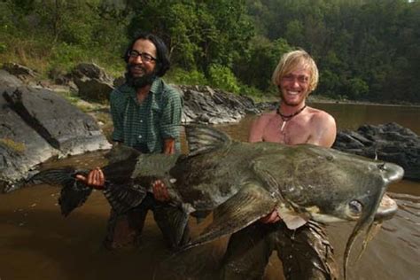 Giant Goonch Catfish