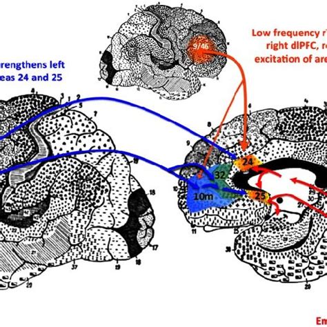 Potential Circuit Interactions Between The Dorsolateral Prefrontal