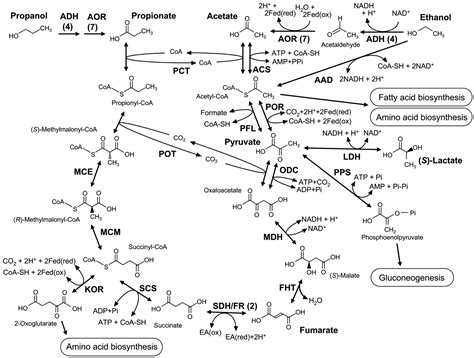 Reconstruction And Regulation Of The Central Catabolic Pathway In The