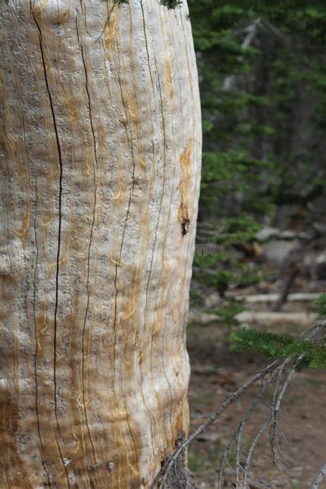 Vertical Shot Of A Naked Tree Trunk With White Orange Vertical Layers Stock Image Image Of