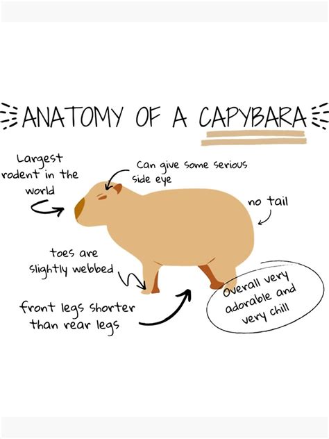 Capybara Diagram