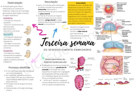 Fazes Do Desenvolvimento Embrionario BRAINCP