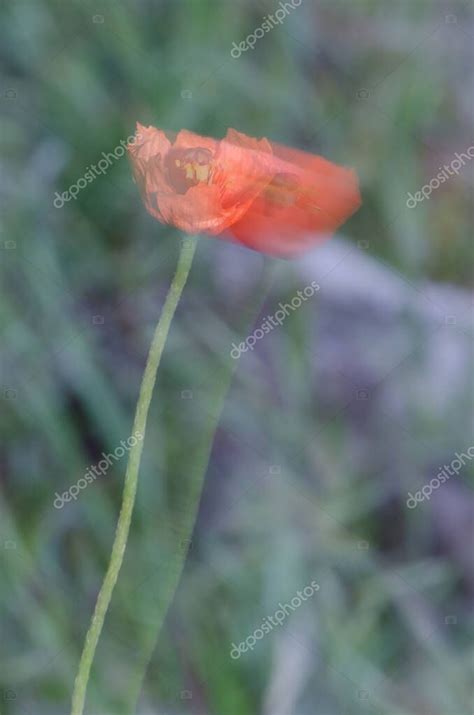 Flor de amapola común Papaver rhoeas moviéndose por el viento Imagen