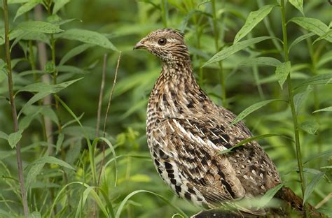 Ruffed Grouse Dolly Sods Wv Wendy Crowe Flickr