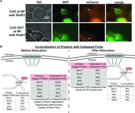 Differential Timing Of Mre Smc Rfa Slx And Rad Association