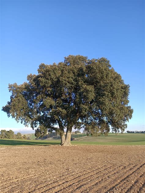 El Ple Del Consell Comarcal Declara Arbre Dinter S Comarcal L