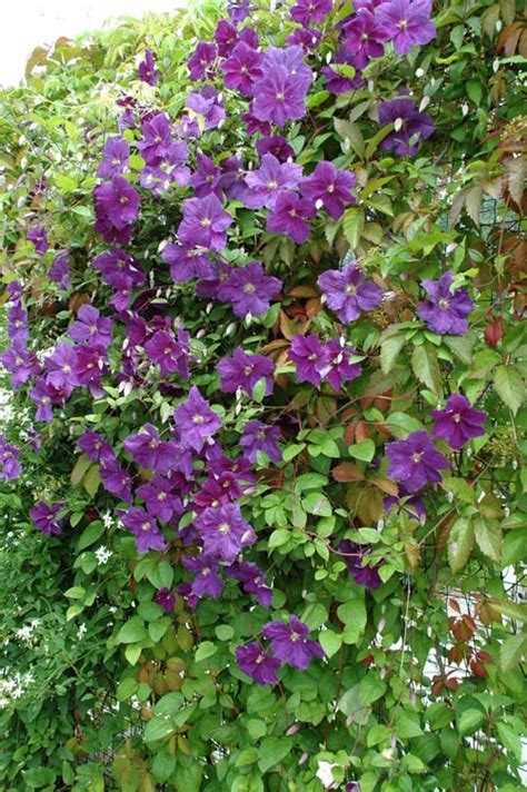 Многолетники (perennial)