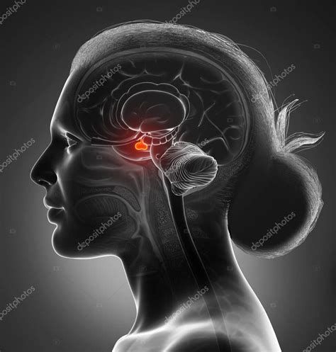 Hippocampus anatomy cross section - tercost