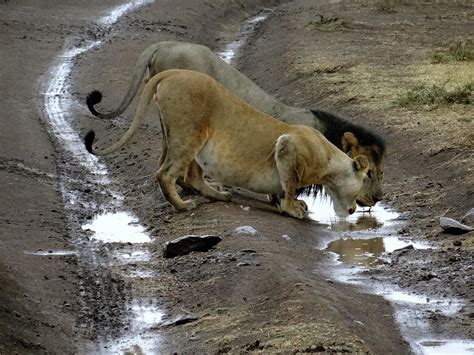 Lion and pregnant lioness drinking 2 Photograph by Exploramum Exploramum - Pixels