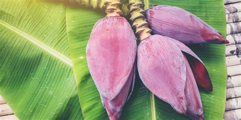 Manfaat Jantung Pisang Bagi Kesehatan Mengatasi Menstruasi