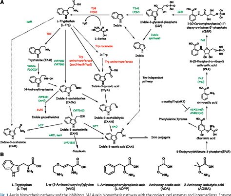 Auxin Biosynthesis Pathway