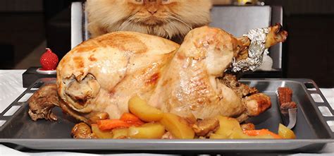 20 от най-известните котки в света | Profit.bg