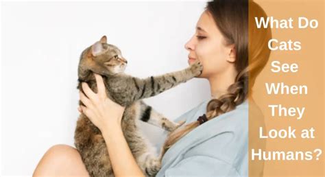 Why Are Cats Called Pussy Cats Pussy Cat Origin LearnAboutCat