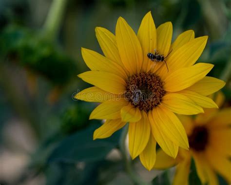 Sunflower Pollination By Bees With Copy Space Stock Photo Image Of