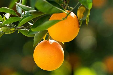 How To Grow Orange Trees From Seed