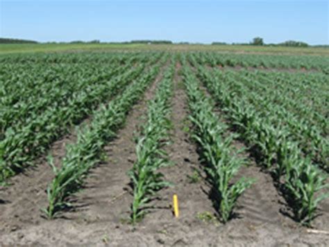 Starter Fertilizer For Corn Not Necessarily A Boost