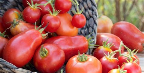 Quels Sont Les Bienfaits Des Tomates Cuites PlaneteFemmes