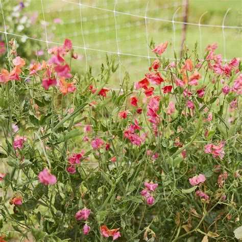 Sweet Pea Seeds - Prince of Orange | Flower Seeds in Packets & Bulk