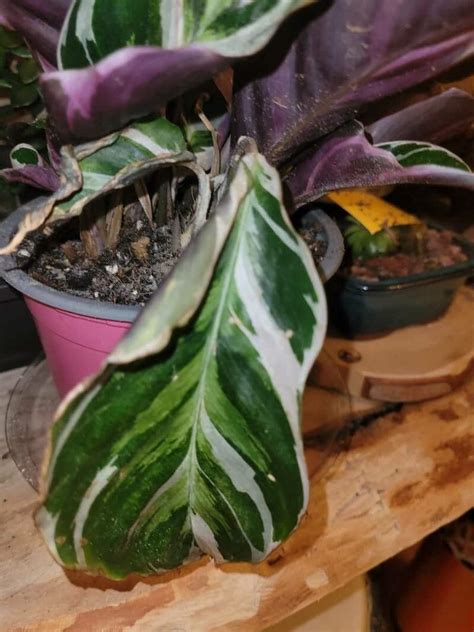 Calathea White Fusion Care The Ultimate Guide 2023