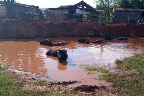 B Falos S O Abandonados Em Fazenda Em Brotas No Interior De Sp