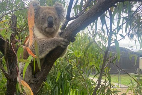 Cool And Unusual Things To Do In Raymond Island Atlas Obscura