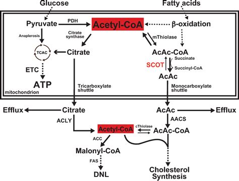 Figure From Ketone Body Metabolism And Cardiovascular Disease