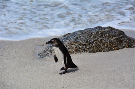 vertebrate, sea, bolders beach, beach, day, wave, marine, one animal ...