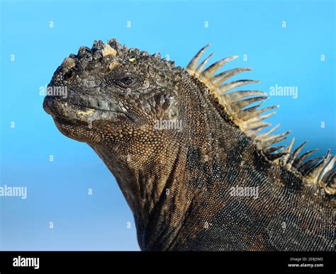 Marine Iguana Amblyrhynchus Cristatus Iguana Portrait Bachas Beach