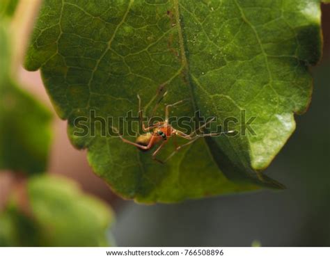 Myrmarachne Plataleoides Kerengga Antlike Jumper Stock Photo