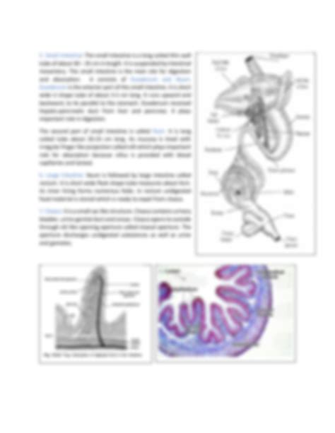 SOLUTION: Digestive system of rana tigrina - Studypool