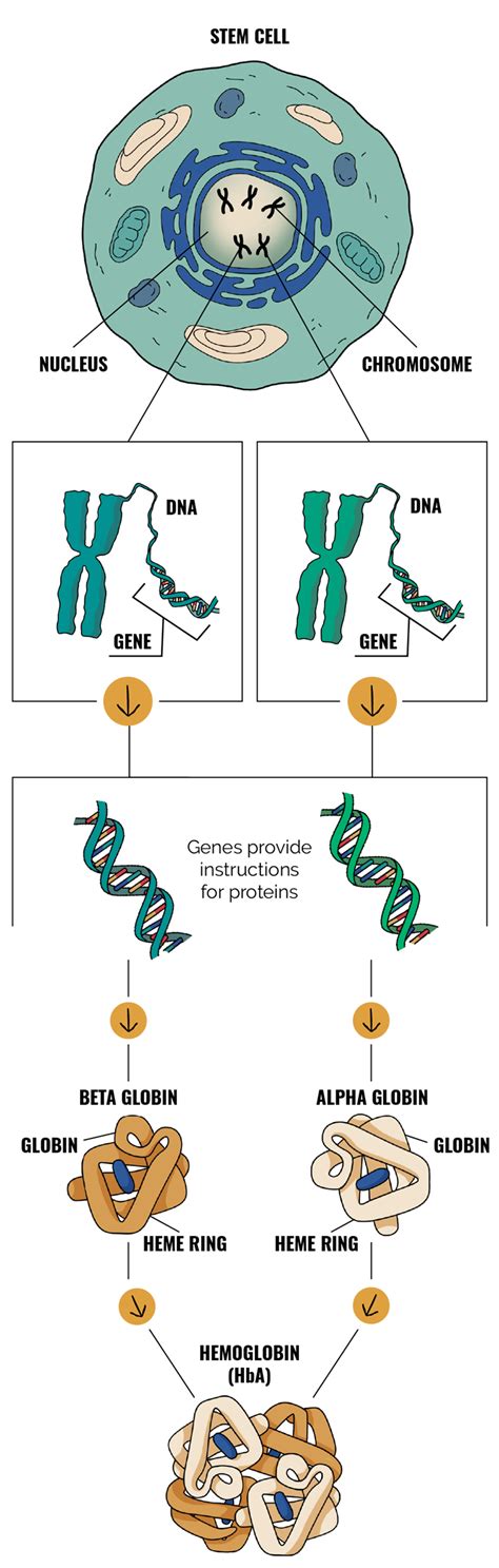 Genetics Of Sickle Cell Hemoglobin And Hbb Gene Mutation