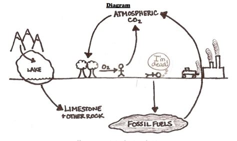 Carbon Cycle Diagram Quizlet