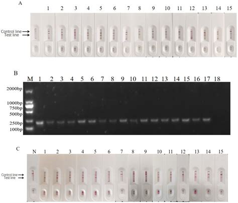 Frontiers Development Of A Colloidal Gold Immunochromatographic Strip With Enhanced Signal For