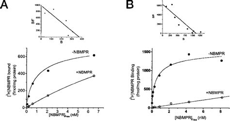 High Affinity 3 H NBMPR Binding To HENT1 Concentration Dependence Of