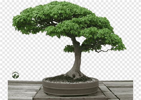 Japanse Esdoorn Bonsai Sageretia Theezans 5 Jaar Oude Chinese Pruim