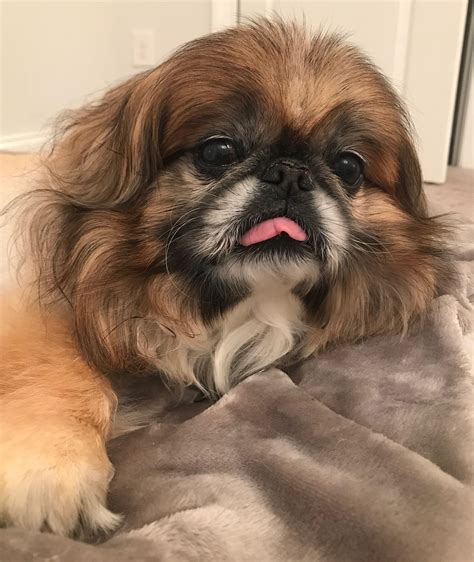 Pin By Geri Cochran On Pekingnese Loves Of My Life Pekingese Puppies