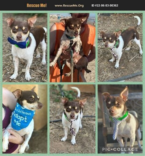 Adopt 22060300362 Chihuahua Rescue Riverside County Ca