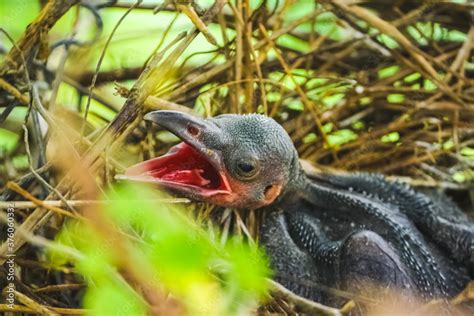 Stockfoto Baby Crow Is Lying In The Nest And Hatching Waiting For Their