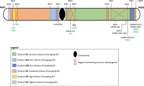 The X Chromosome And Sex Specific Effects In Infectious Disease