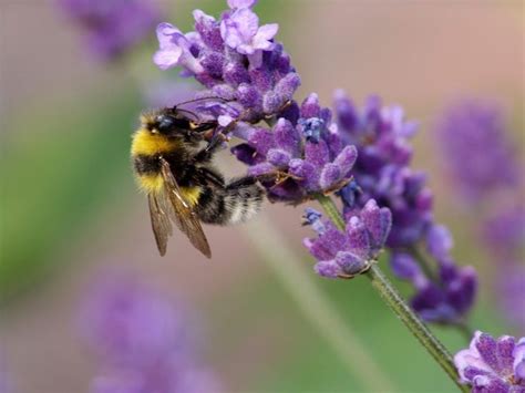 Top 10 Bee Attracting Flowers Blog GrowJoy Bee Attracting Flowers