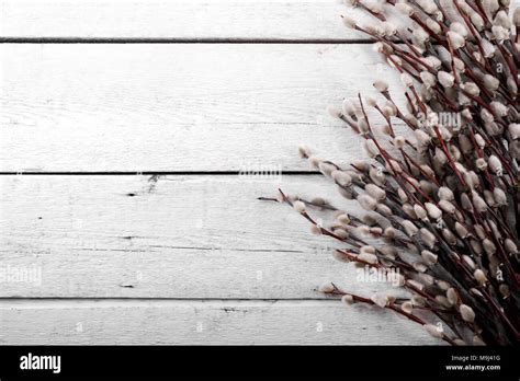 Pussy Willow Branches On White Wooden Plank Background Top View Stock Photo Alamy