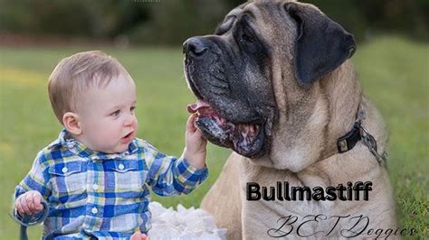 Mini Giant Bull Mastiff Dog An Affectionate Strong And Intelligent