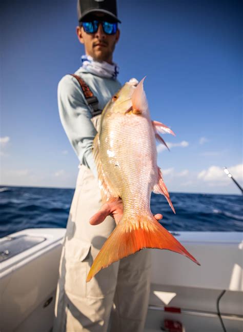 Snapper Grouper Fishing Flywater Expeditions Fishing Guides