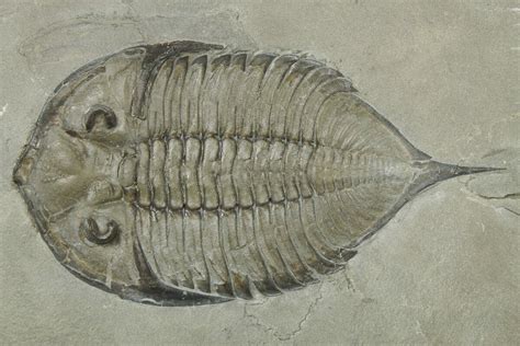 2.8" Dalmanites Trilobite Fossil - Top 5% Specimen (#270085) For Sale - FossilEra.com