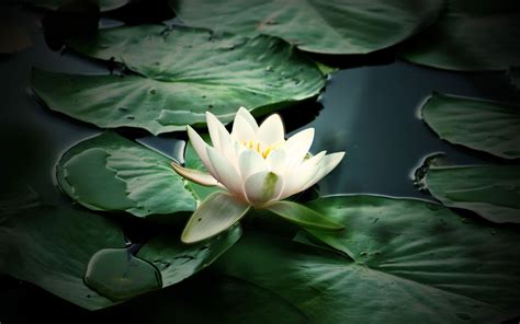 White Lotus Wallpapers Top Free White Lotus Backgrounds Wallpaperaccess