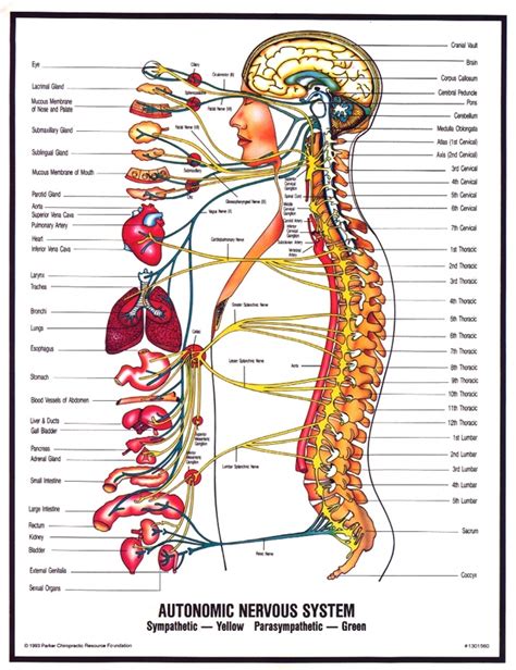 Nervous system - Human Body Systems