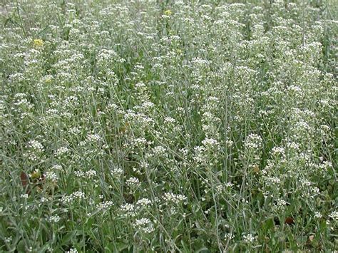 Пастушья сумка обыкновенная :: Описание, лечебные свойства и ...